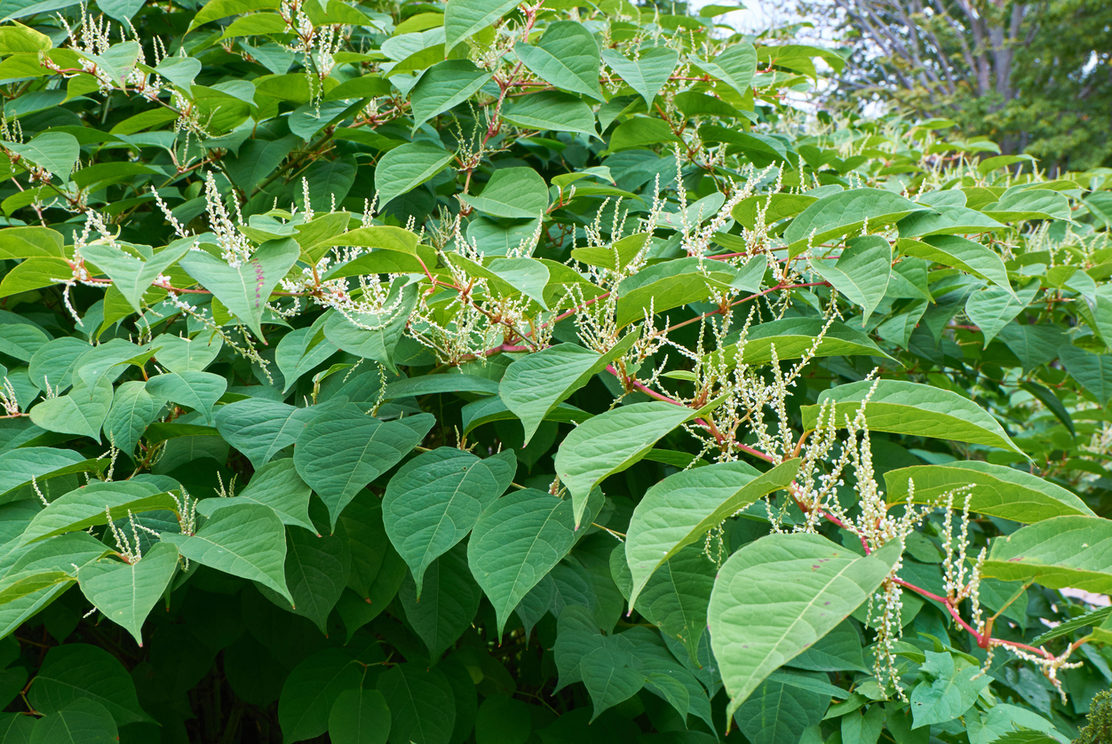 invasive-japanese-knotweed-deters-vast-majority-of-home-buyers-new