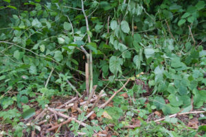 Japanese knotweed