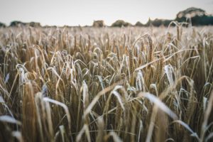 Farmland values in England and Wales set to stabilise in 2018, latest analysis suggests