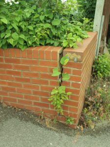Trade body support for new research into Japanese knotweed