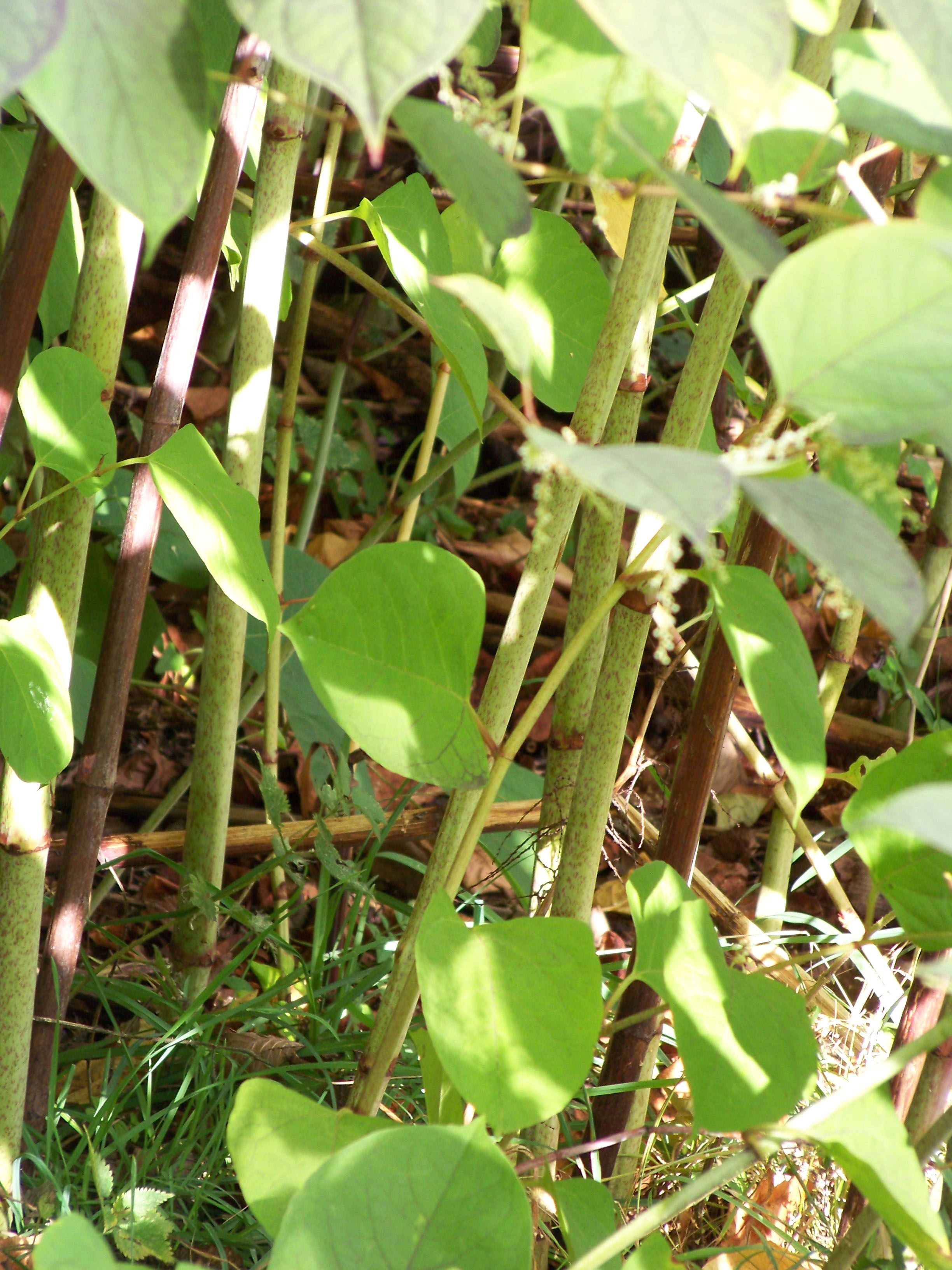 Trade body support for new research into Japanese knotweed 