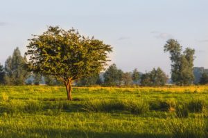 Alterations to Permitted Rural Development Revealed by Raab