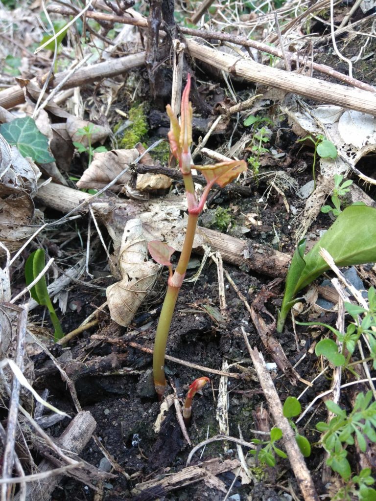 Japanese knotweed shoots emerge a month earlier than normal due to record February temperatures