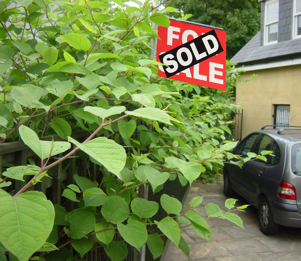 Buyers shoulder Japanese knotweed risk following changes to TA6
