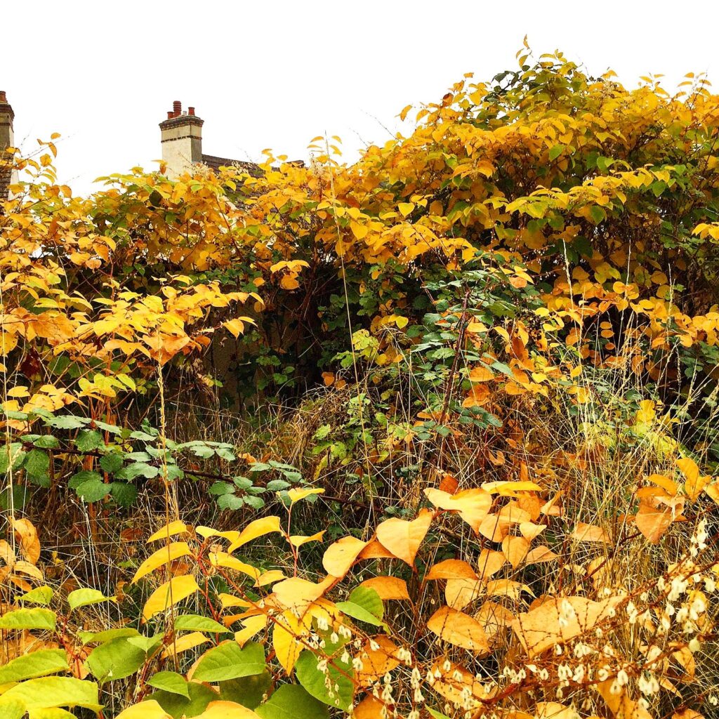 Almost 24,000 deals could be impacted by Japanese knotweed in run up to Christmas