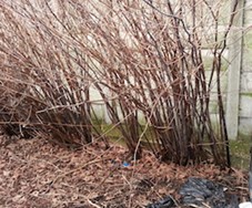 Buyers beware of Japanese knotweed risk in rush for completion