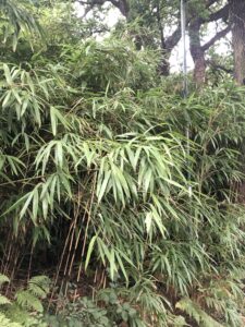 Garden centres urged to place warnings on invasive bamboo