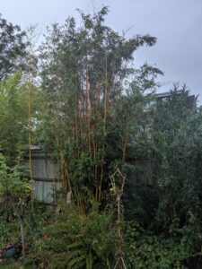 Garden centres urged to place warnings on invasive bamboo
