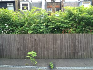 Japanese knotweed: Just one fifth of people can identify UK’s most invasive plant