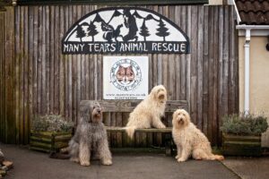 Convey Law donates funds to Many Tears Animal Rescue and MS Society