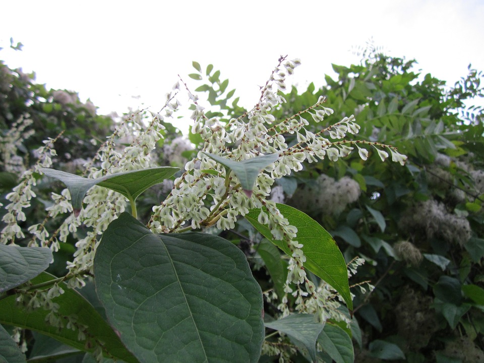 28% growth in UK Japanese knotweed cases in just 5 years