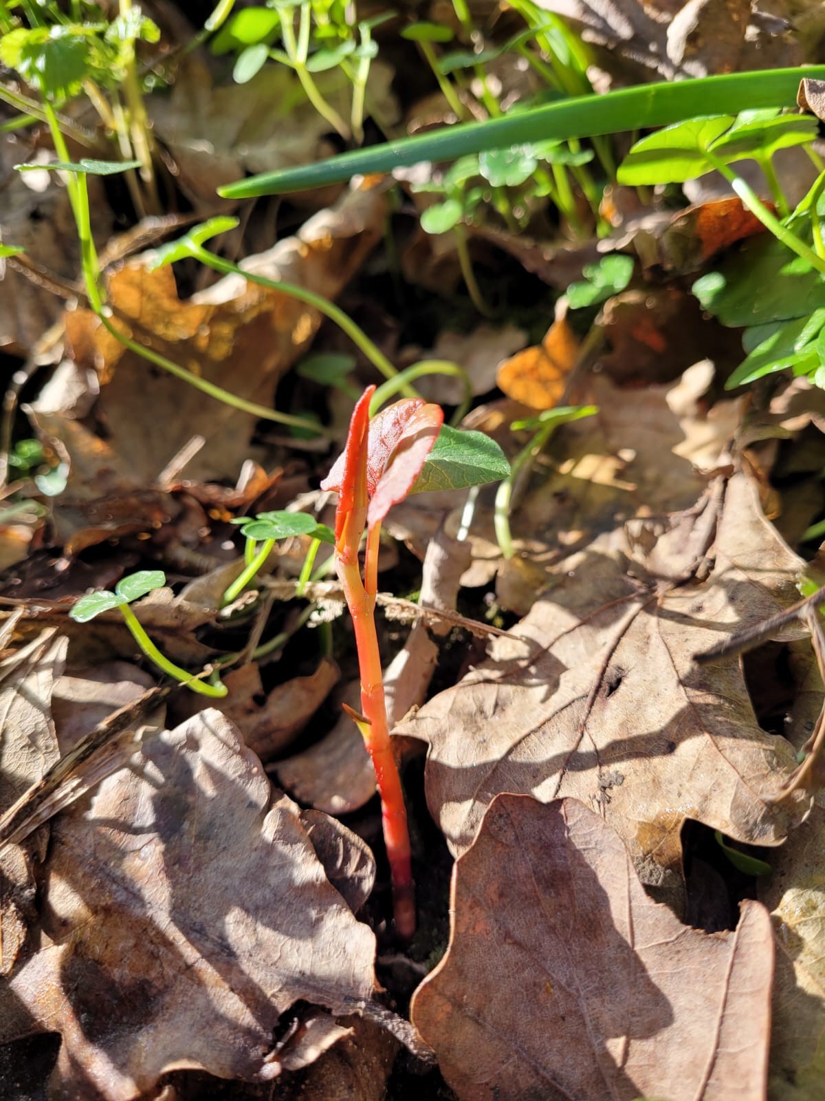 First Japanese knotweed shoots of 2022 spotted in Plymouth