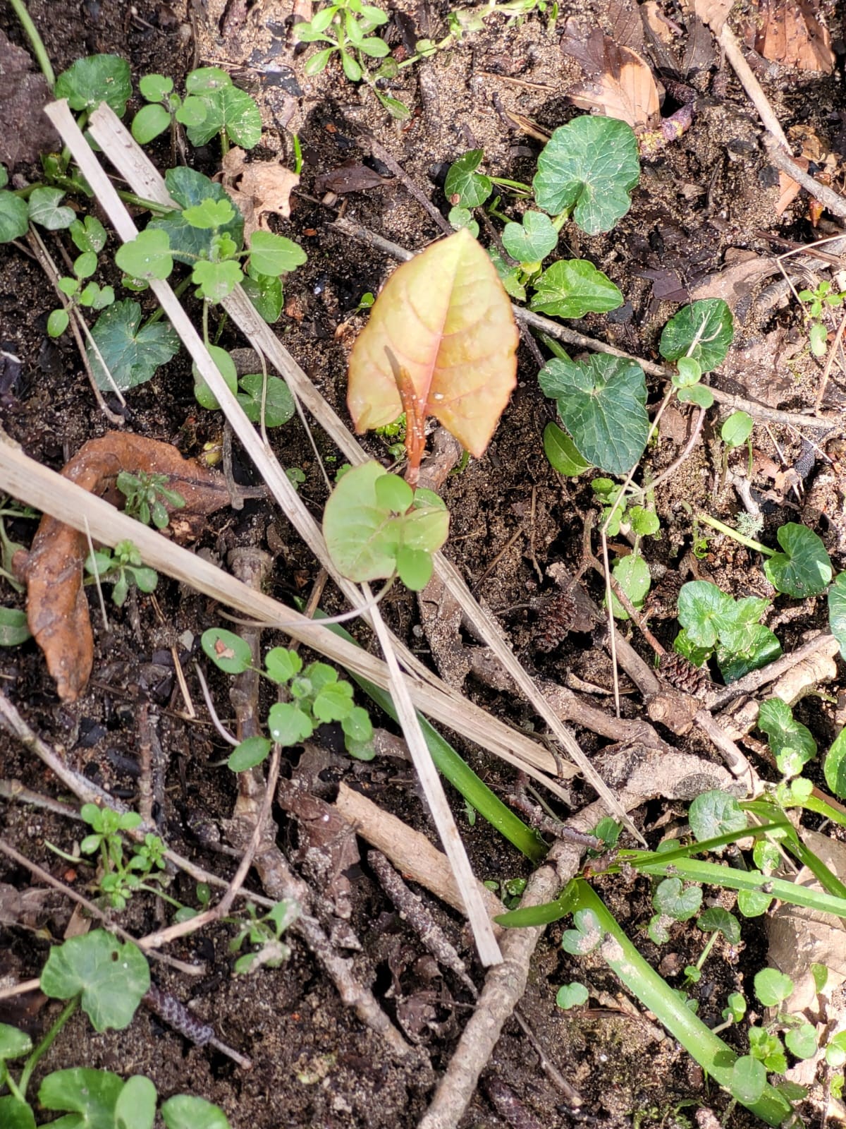 First Japanese knotweed shoots of 2022 spotted in Plymouth