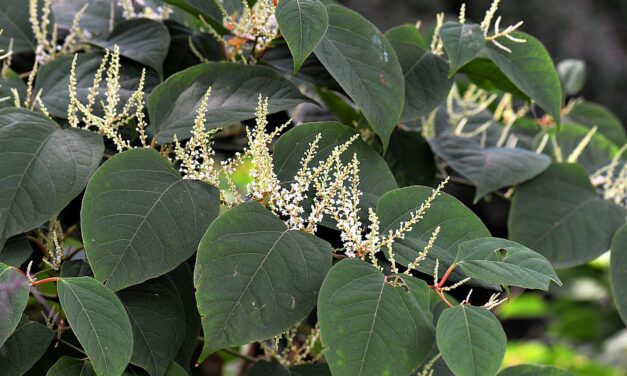 Dig out Japanese knotweed to preserve the value of your home
