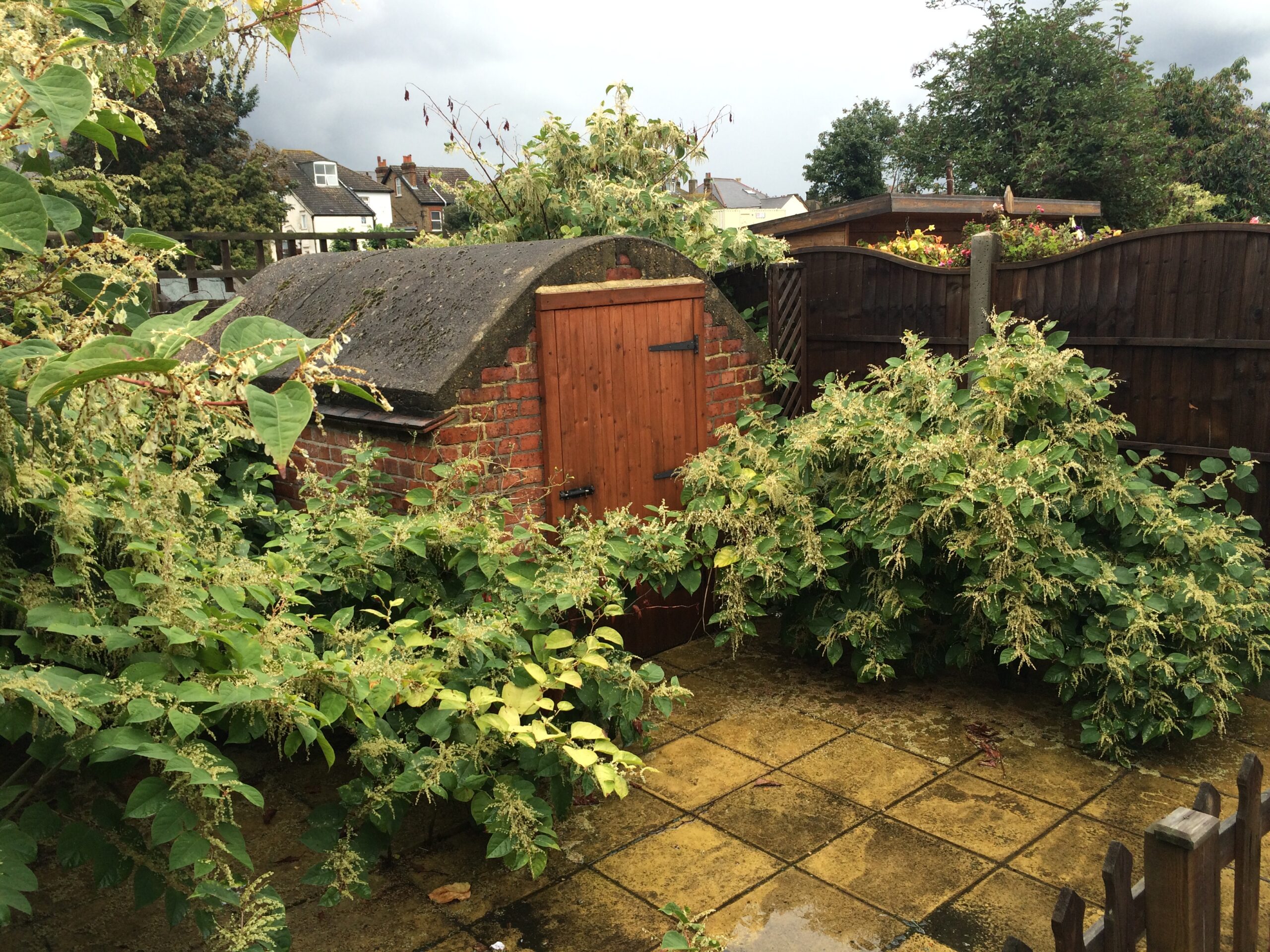 Japanese knotweed doesn’t need to be a dealbreaker