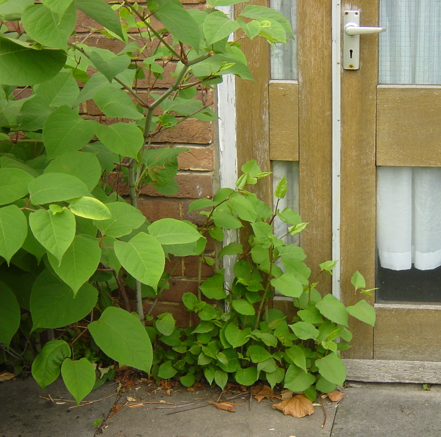 Nearly two thirds of buyers would sue a seller who failed to declare Japanese knotweed