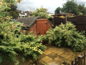 Nearly two thirds of buyers would sue a seller who failed to declare Japanese knotweed
