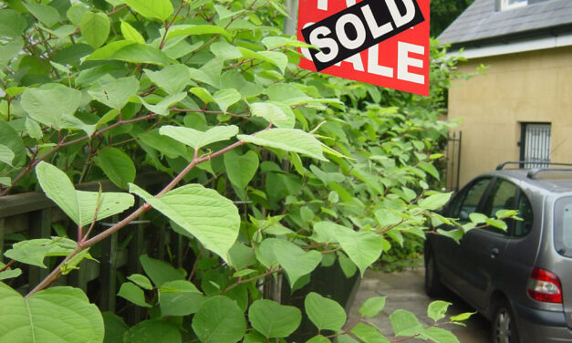SPECIAL FEATURE: Protecting buyers and sellers from Japanese knotweed risk – Environet