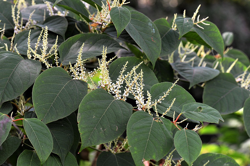 understand-the-laws-regarding-japanese-knotweed