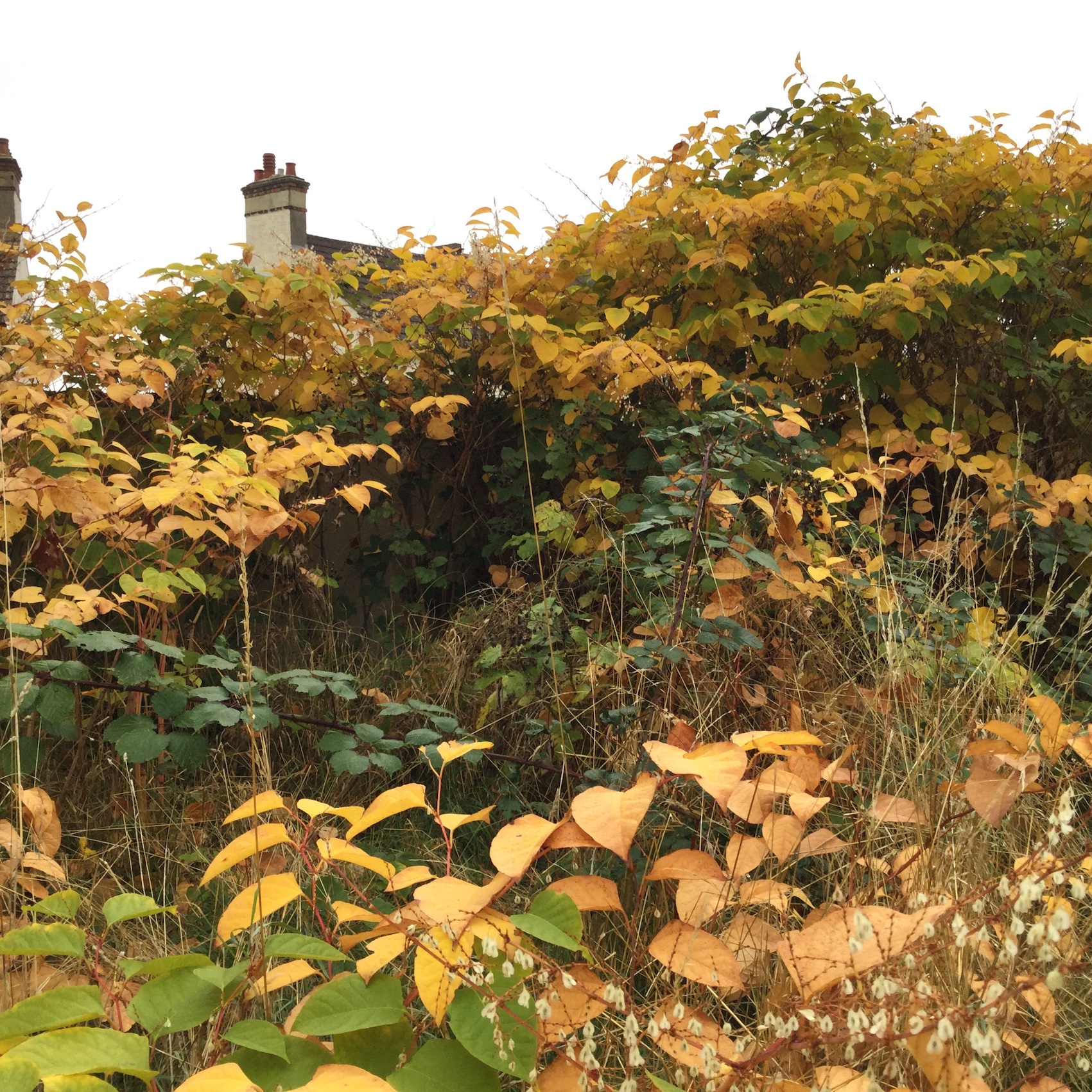 How to stop Japanese knotweed disrupting transactions during winter