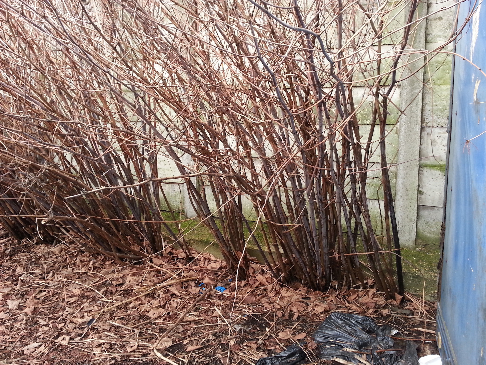 Stopping Japanese Knotweed Disrupting Transactions During Winter   JK6 Copy 2 