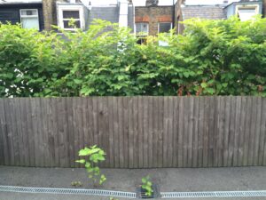 What does it really cost to deal with Japanese knotweed?