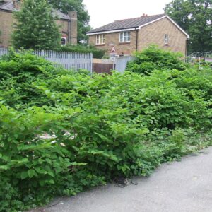 ‘Yes’, ‘No’ or ‘Not known’? Understanding the risks arising from the TA6 Japanese knotweed question