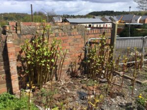 Environet: Japanese knotweed doesn’t need to be a deal-breaker