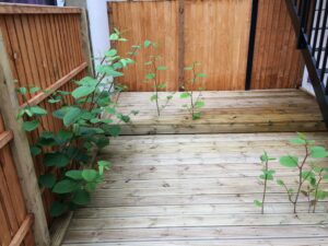 One in ten property sellers would keep quiet about Japanese knotweed