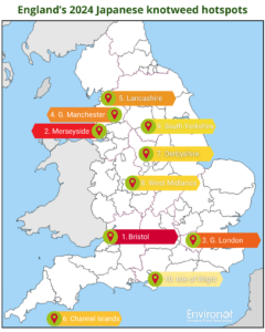 Revealed: England’s 2024 Japanese knotweed hotspots