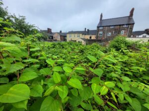 Revealed: England’s 2024 Japanese knotweed hotspots