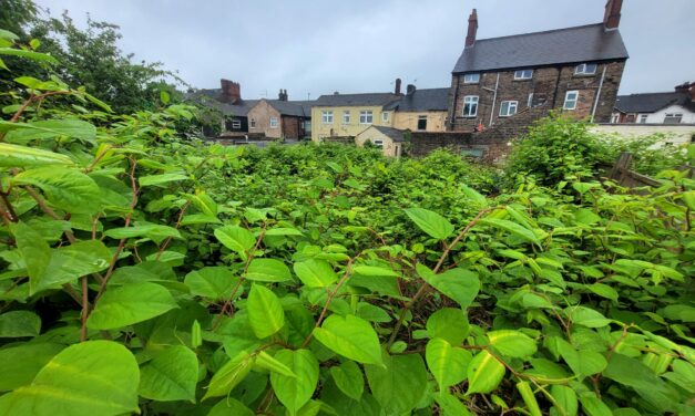 Revealed: England’s 2024 Japanese knotweed hotspots