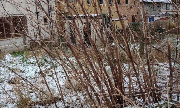 Buyers urged to be vigilant for signs of Japanese knotweed during winter