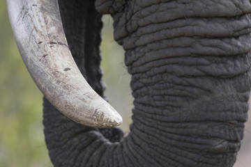 Extended Ivory Act regulations will take effect on 28 January 2025