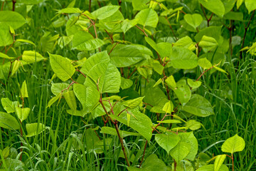 Revealed! The harmless plants being mistaken for Japanese knotweed